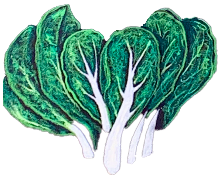 白菜のイラスト